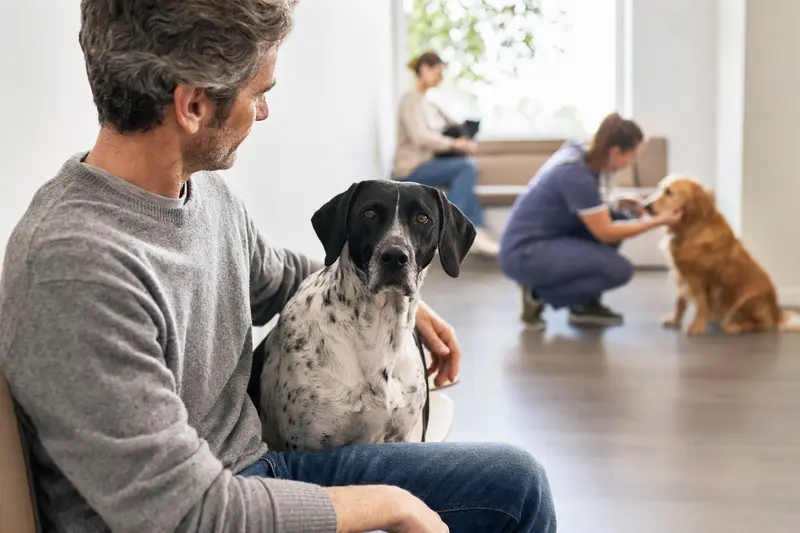 Braque d'Auvergne Hund sitzt ruhig neben seinem Besitzer im hellen Wartezimmer einer modernen Tierarztpraxis.